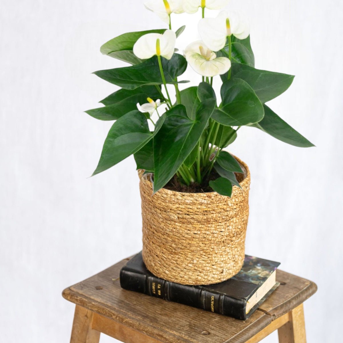 anthurium blanco cuidados Anthurium Blanco: Elegancia y Exotismo Fácil de Mantener