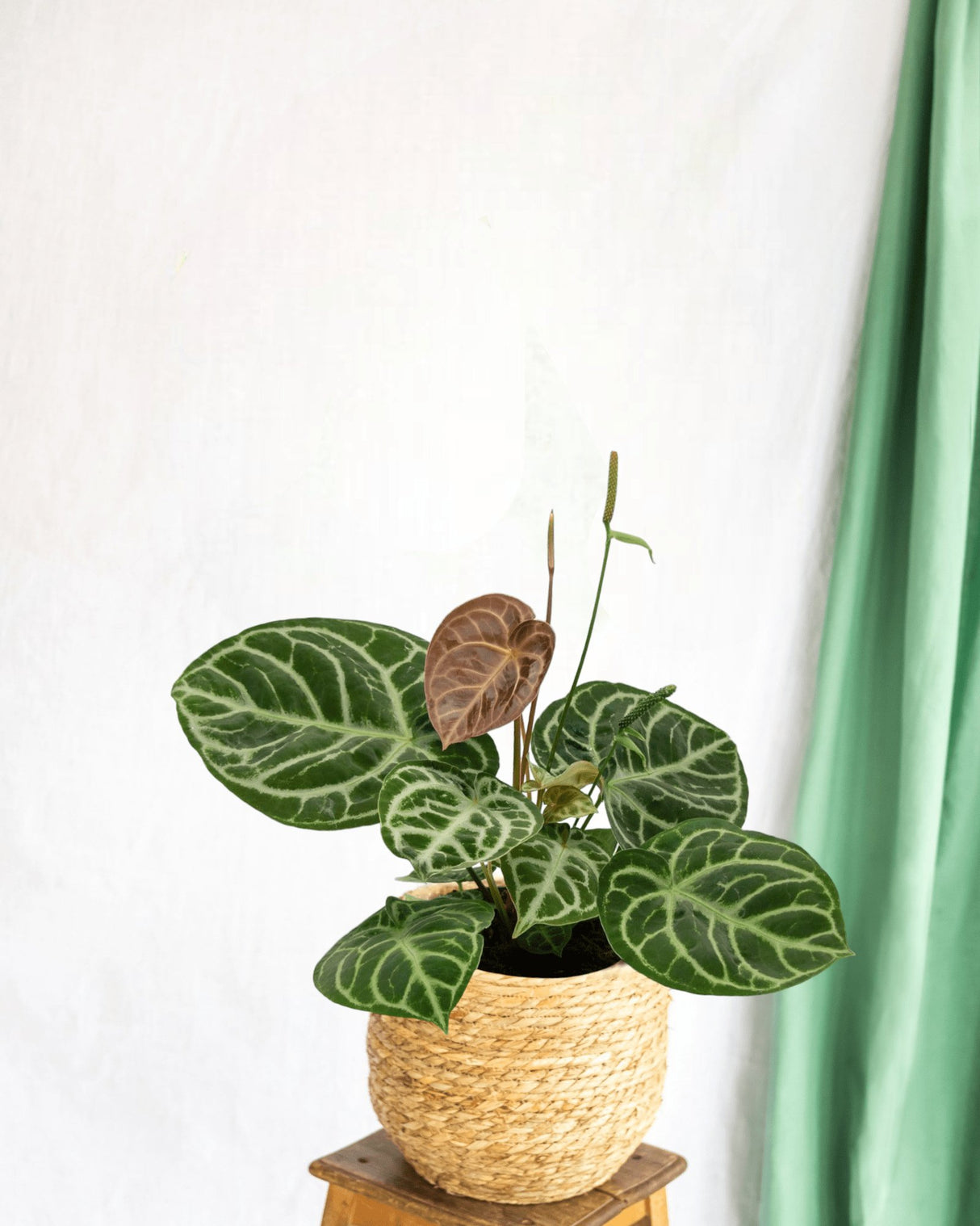 Livraison plante Anthurium Crystallium Hybride Compact