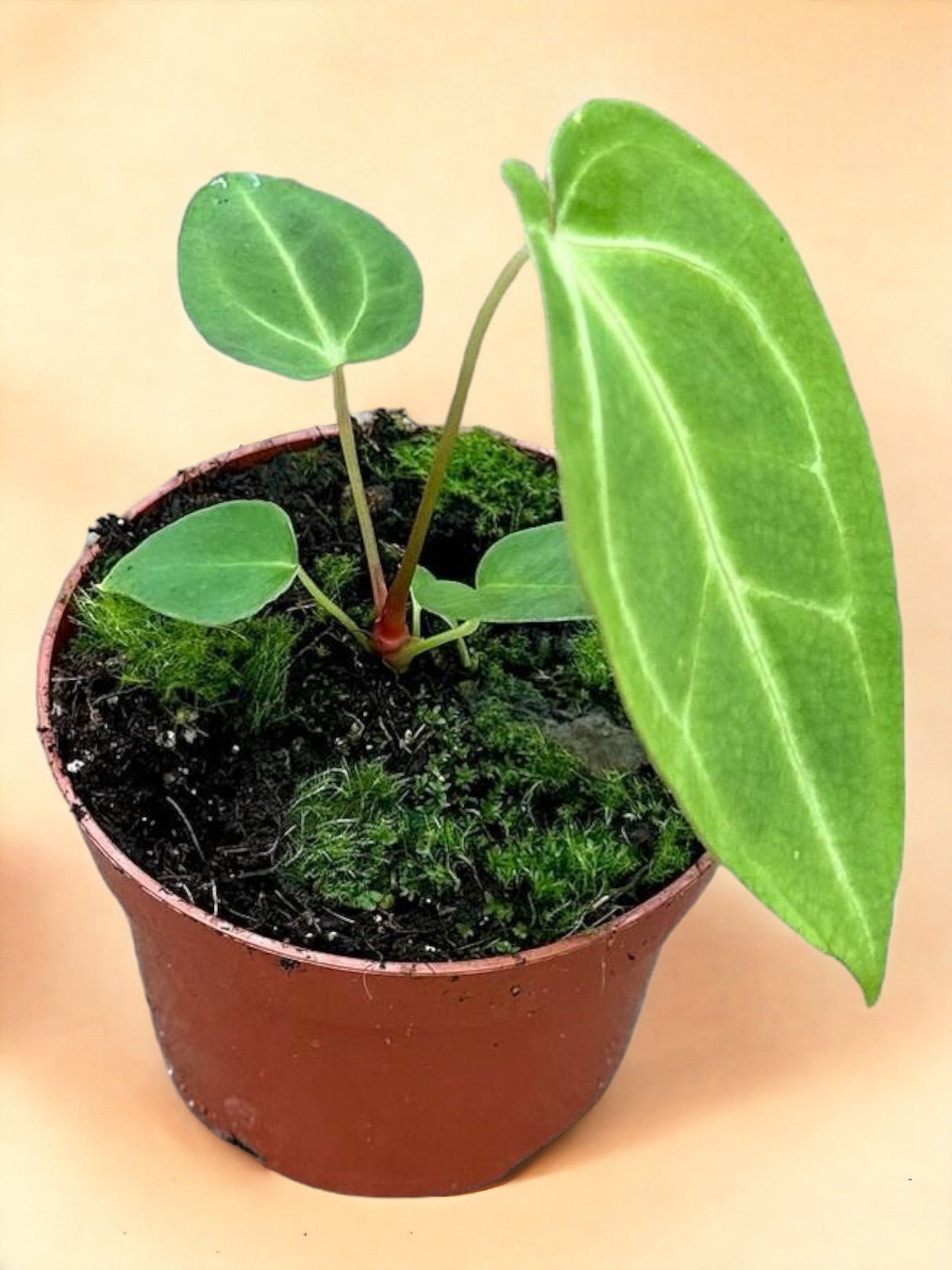 Livraison plante Anthurium Magnificum X Magnificum