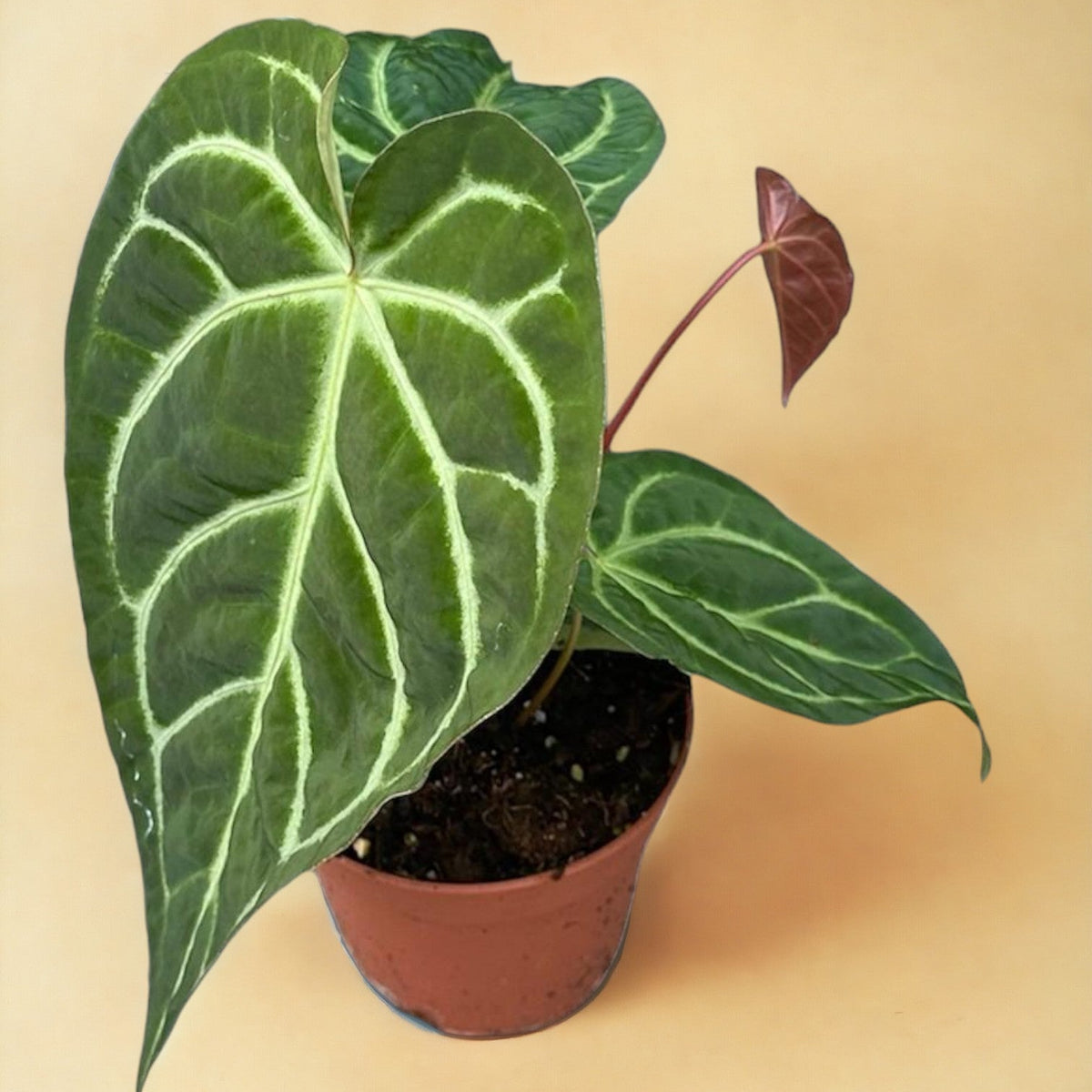 anthurium regale al por mayor Anthurium Magnificum X Regale: Planta rara con follaje majestuoso