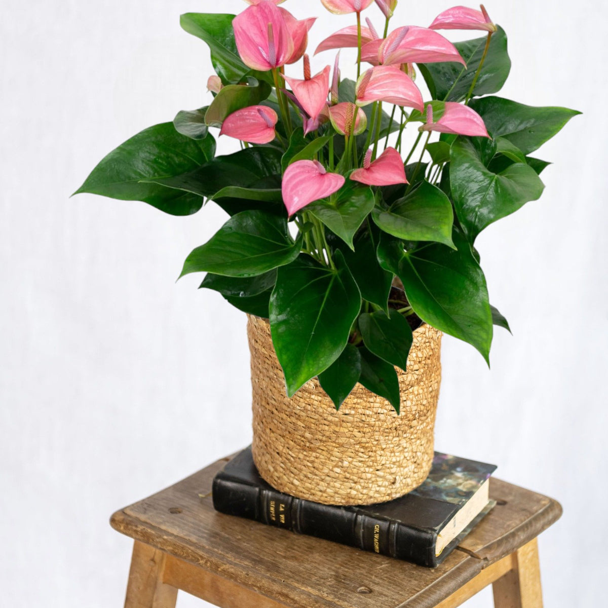 cuidados anthurium rosa Anthurium rosa empolvado: elegancia tropical para su interior