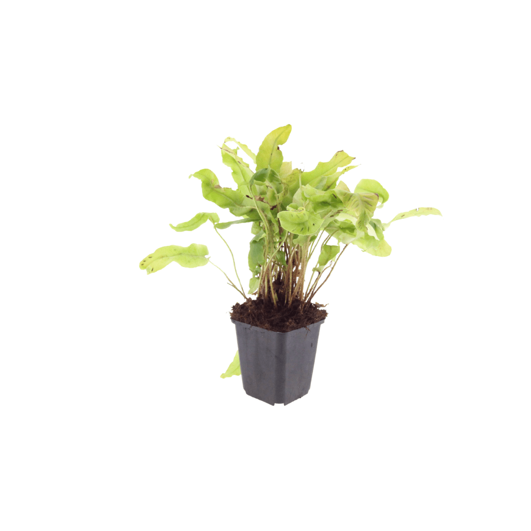 Livraison plante Asplenium