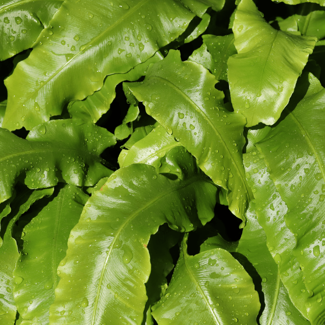 Livraison plante Asplenium