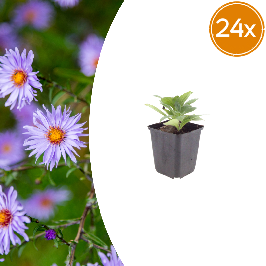 Livraison plante Aster frikarti