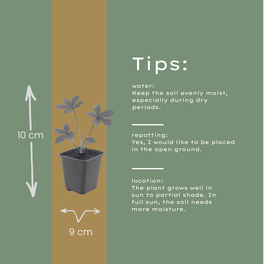 Livraison plante Astrance major