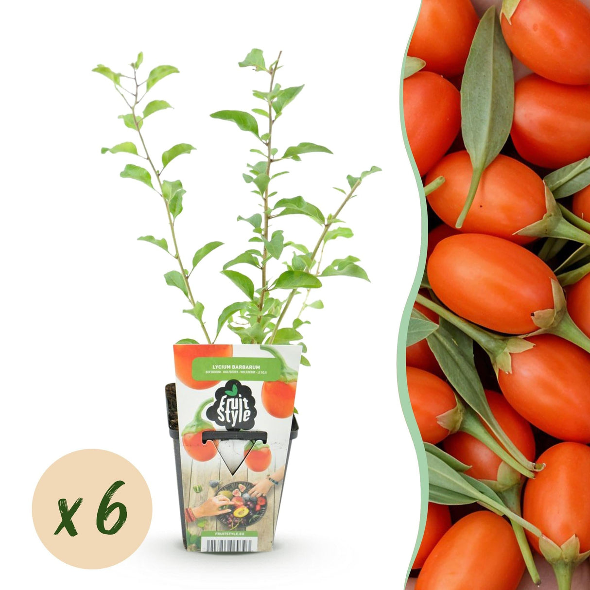 Livraison plante Baie de Goji barbarum x6