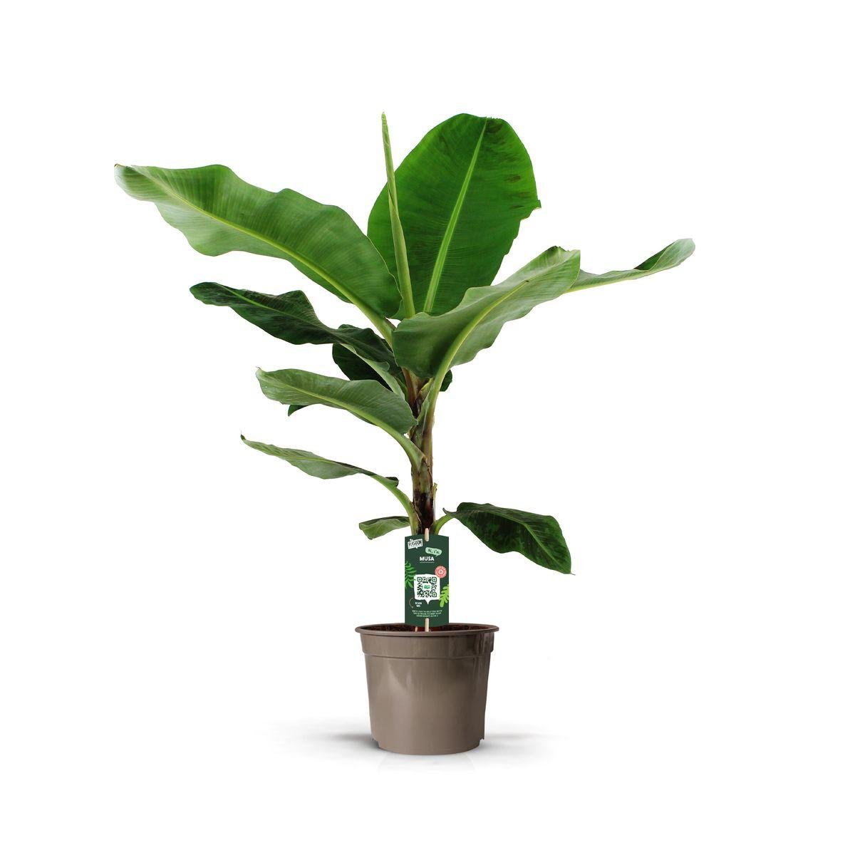 Livraison plante Bananenplant (Musa) - 140 cm - Ø27cm
