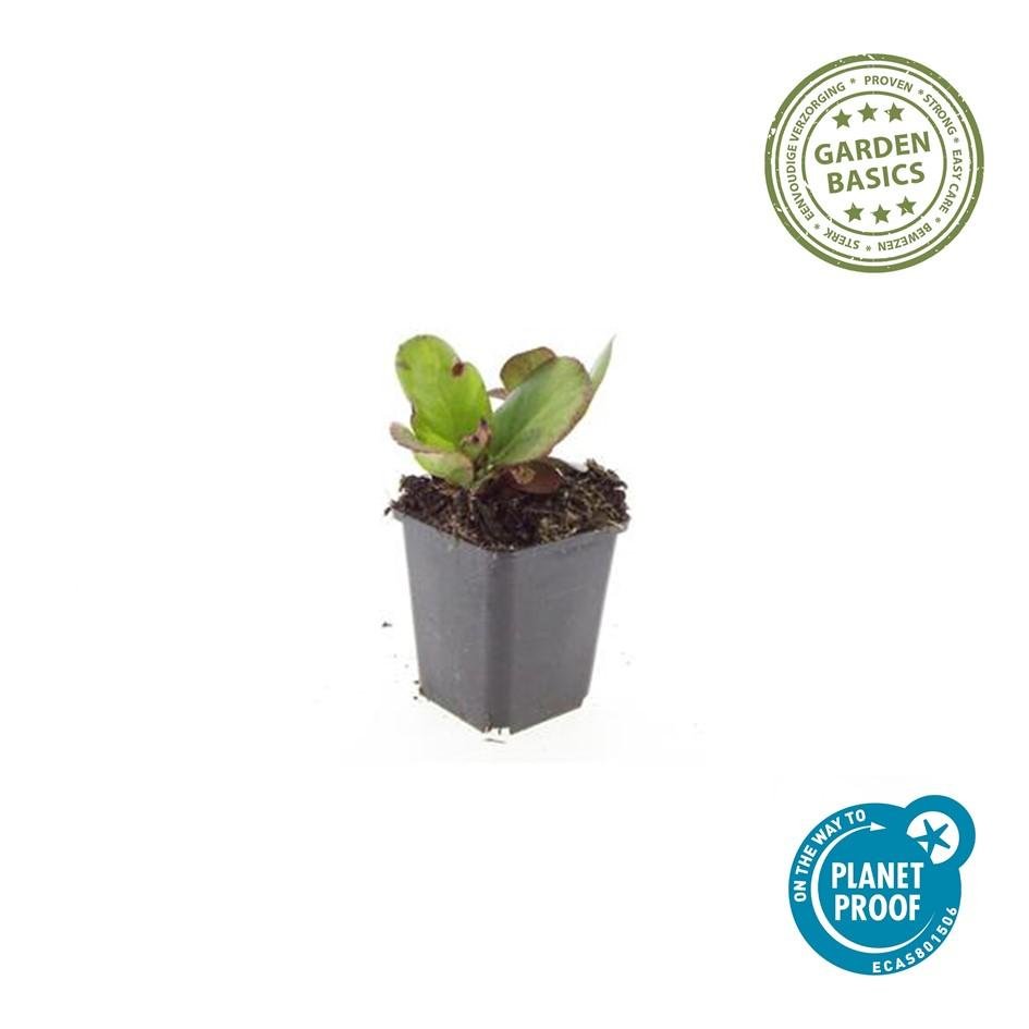 Livraison plante Bergenia à feuilles en cœur 'Herbstblüte'