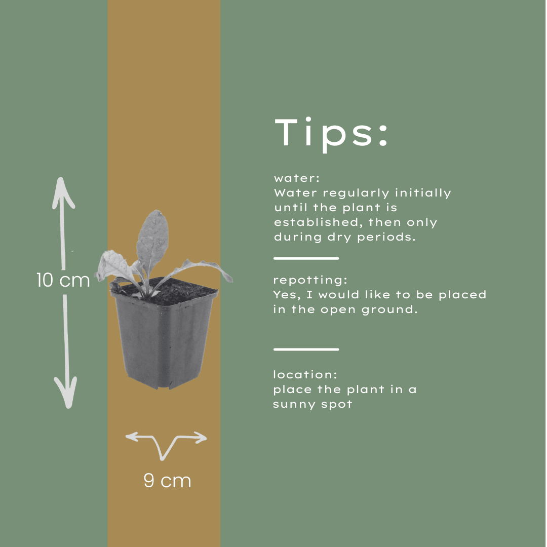 Livraison plante Boule azurée