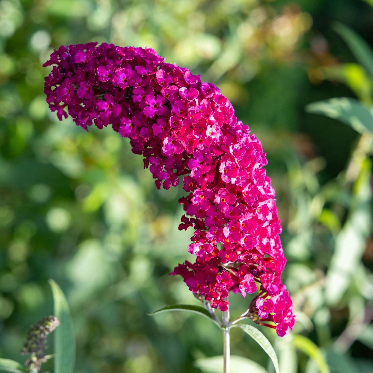 Livraison plante Buddleja davidii Royal Red – Pot 17 cm – Hauteur 25 cm