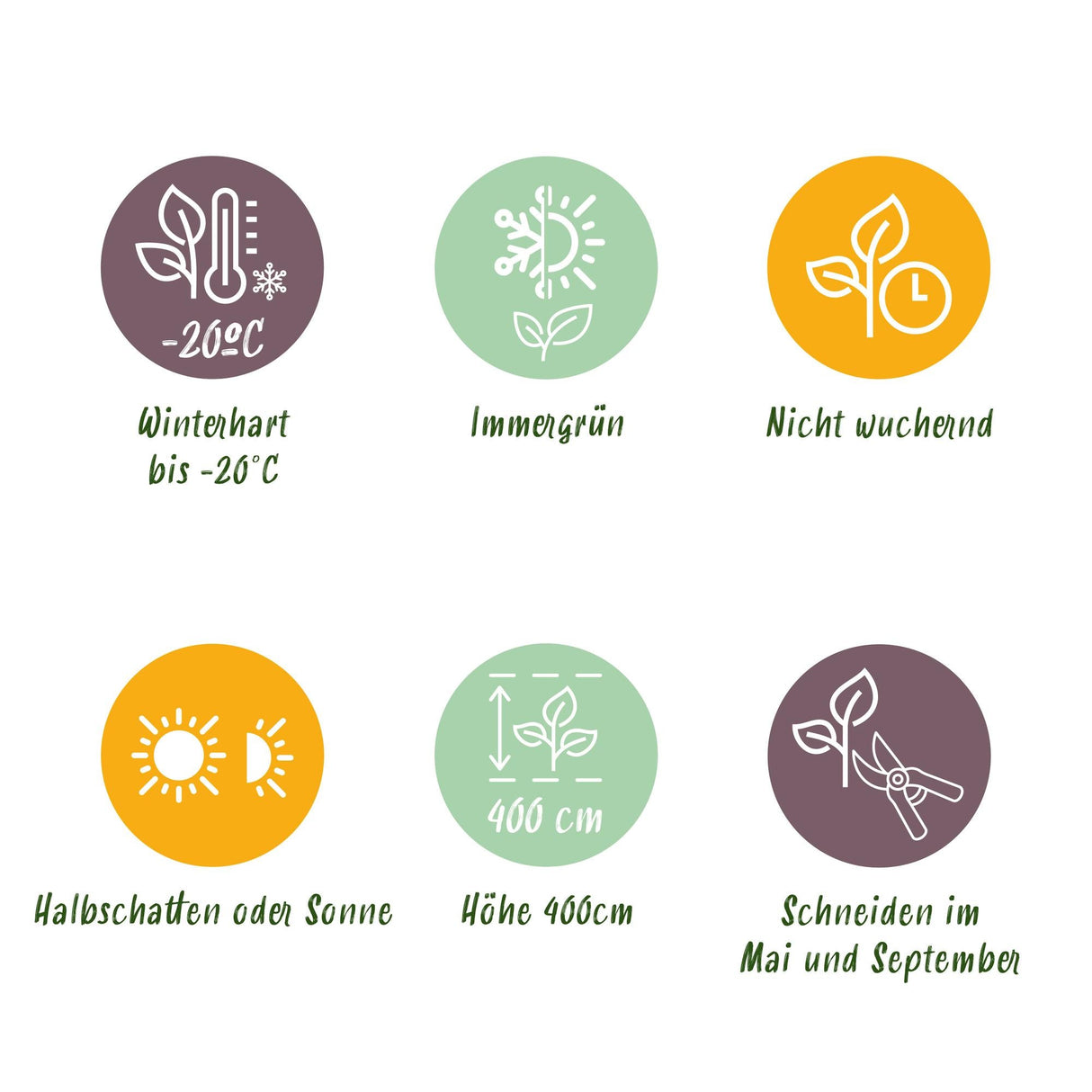 Livraison plante Buis sempervirens – Lot de 8 – Pot 9 cm – Hauteur 20 - 25 cm