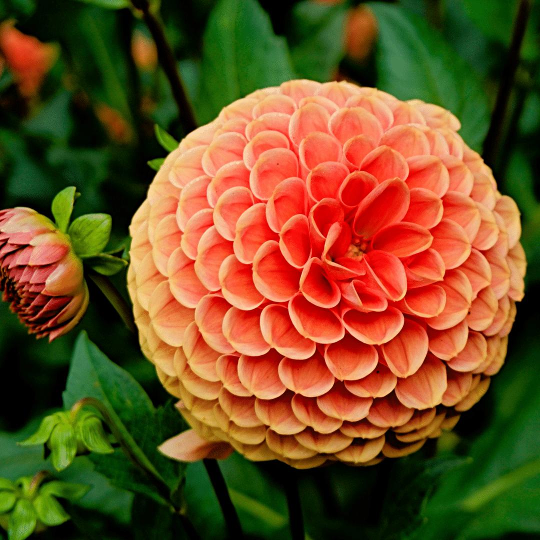 Livraison plante Bulbe de Dahlia Ralphie, fleurs orange scintillantes