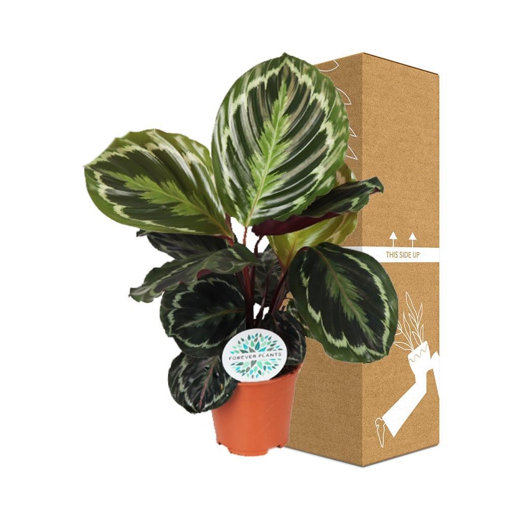 Livraison plante Calathea Medaillon