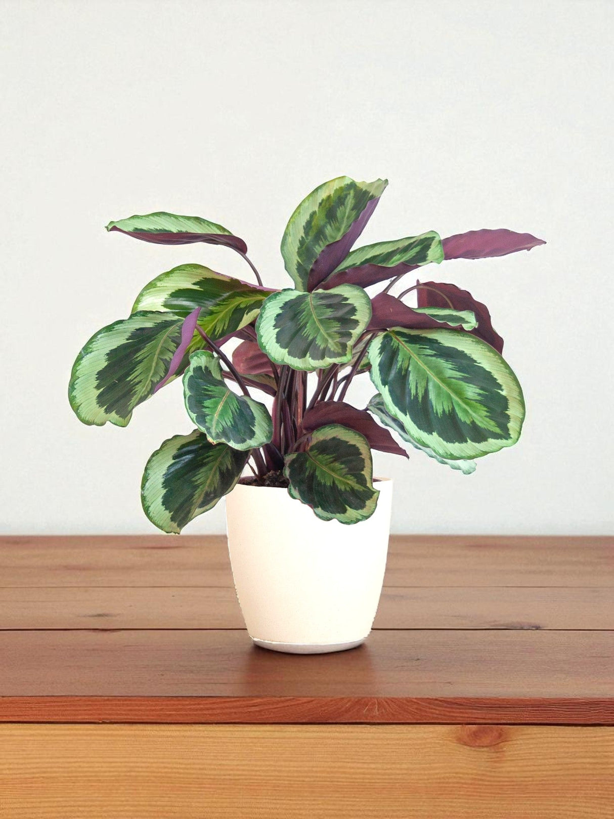 Livraison plante Calathea Medaillon et son pot