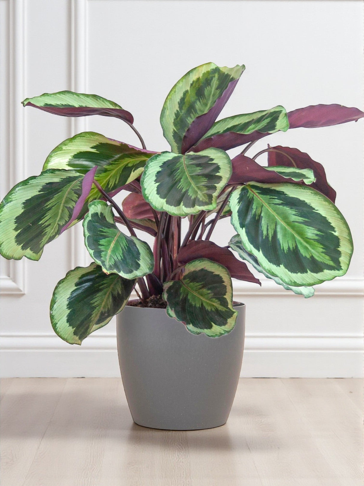 Livraison plante Calathea Medaillon et son pot