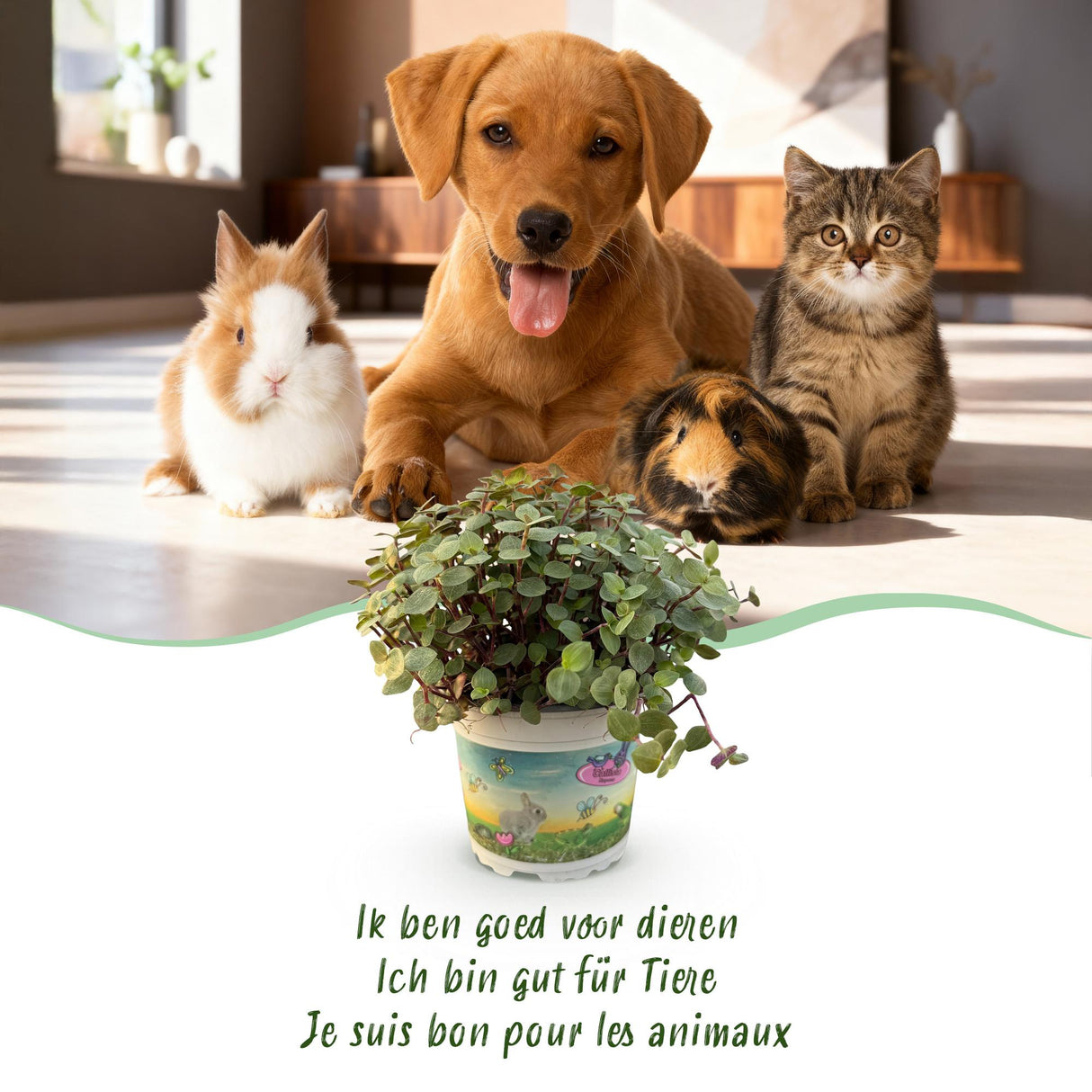 Livraison plante Calissia repens