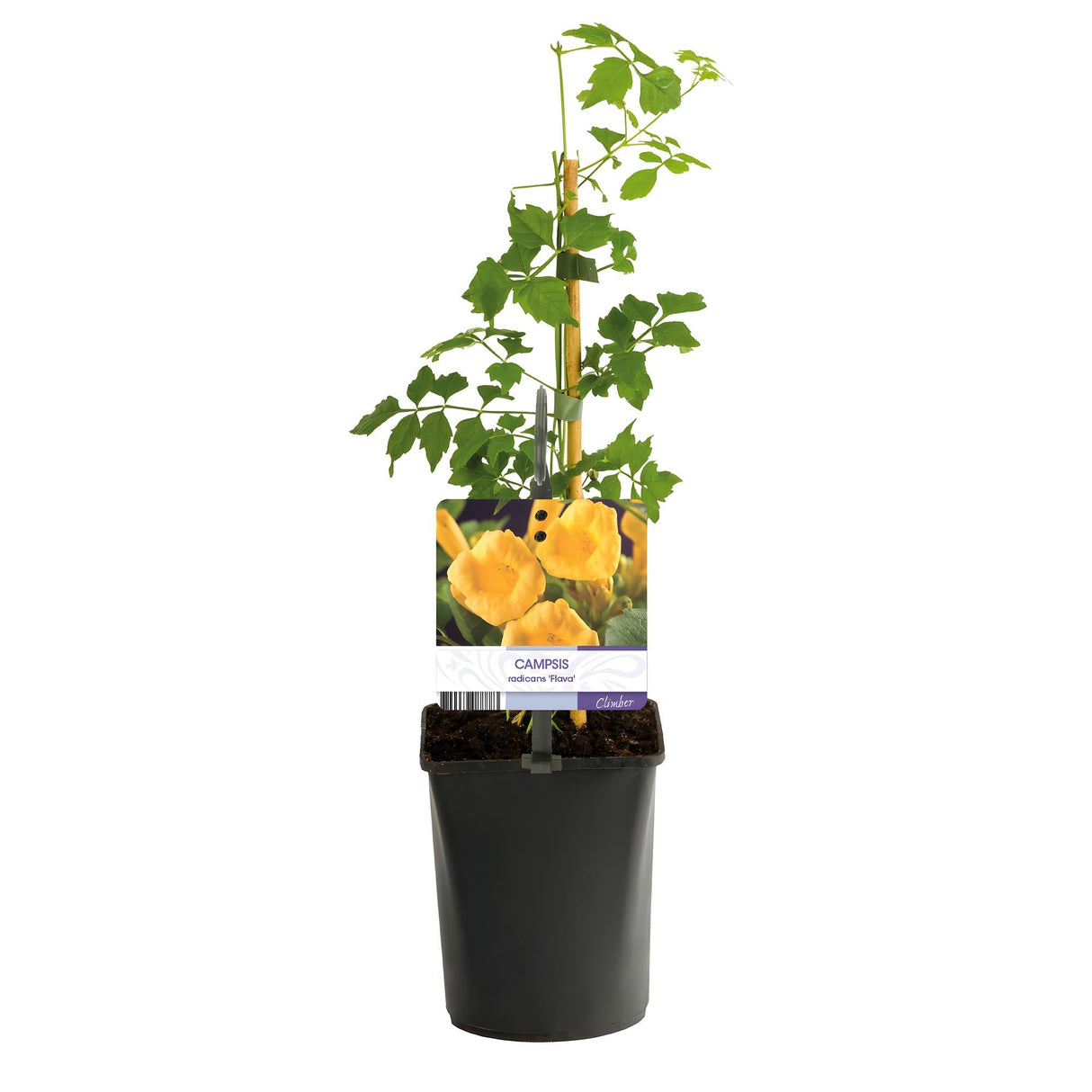 Livraison plante Campsis radicans Flava – Lot de 2 – Pot 11 cm