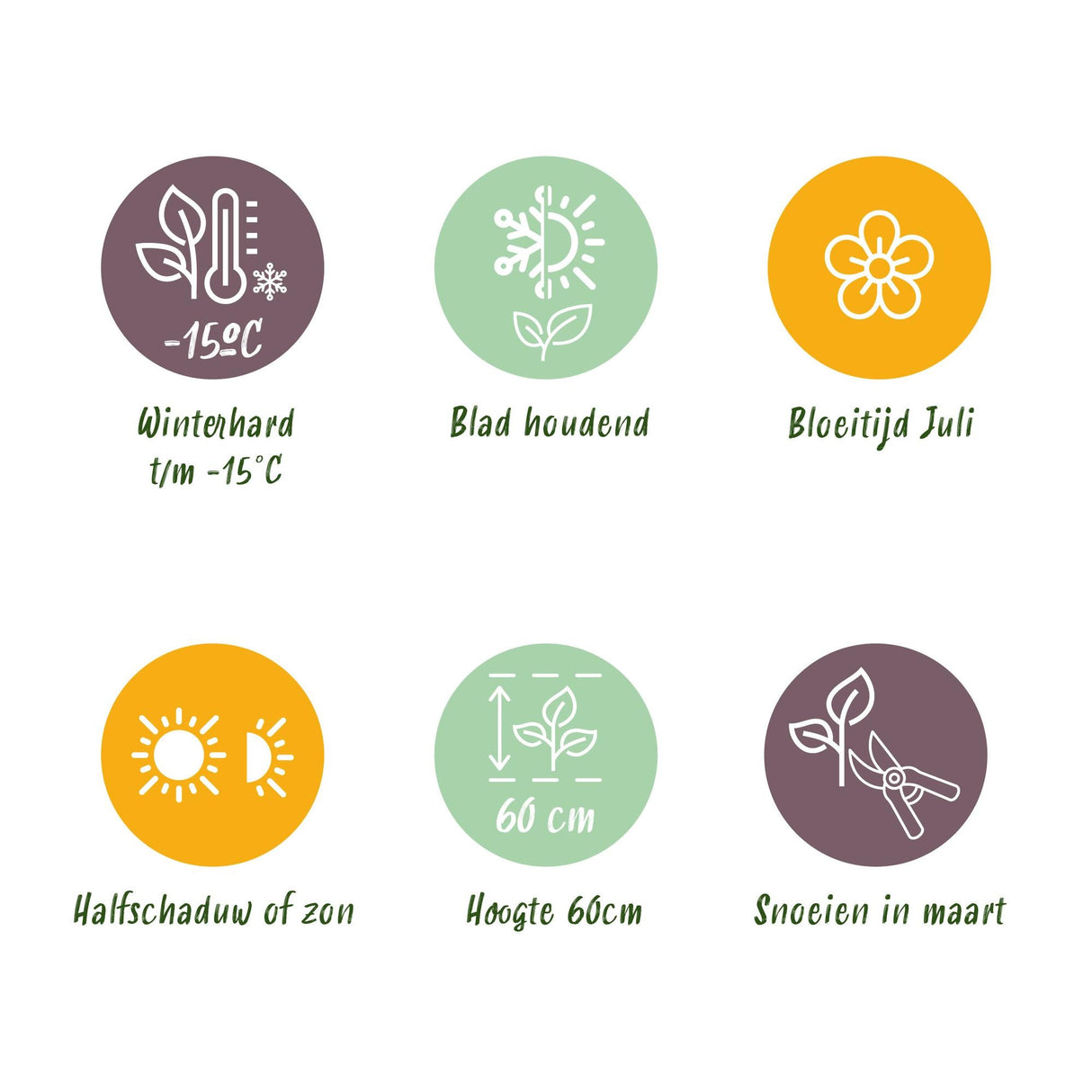 Livraison plante Carex comans Frosted Curls – Lot de 2 – Pot 17 cm