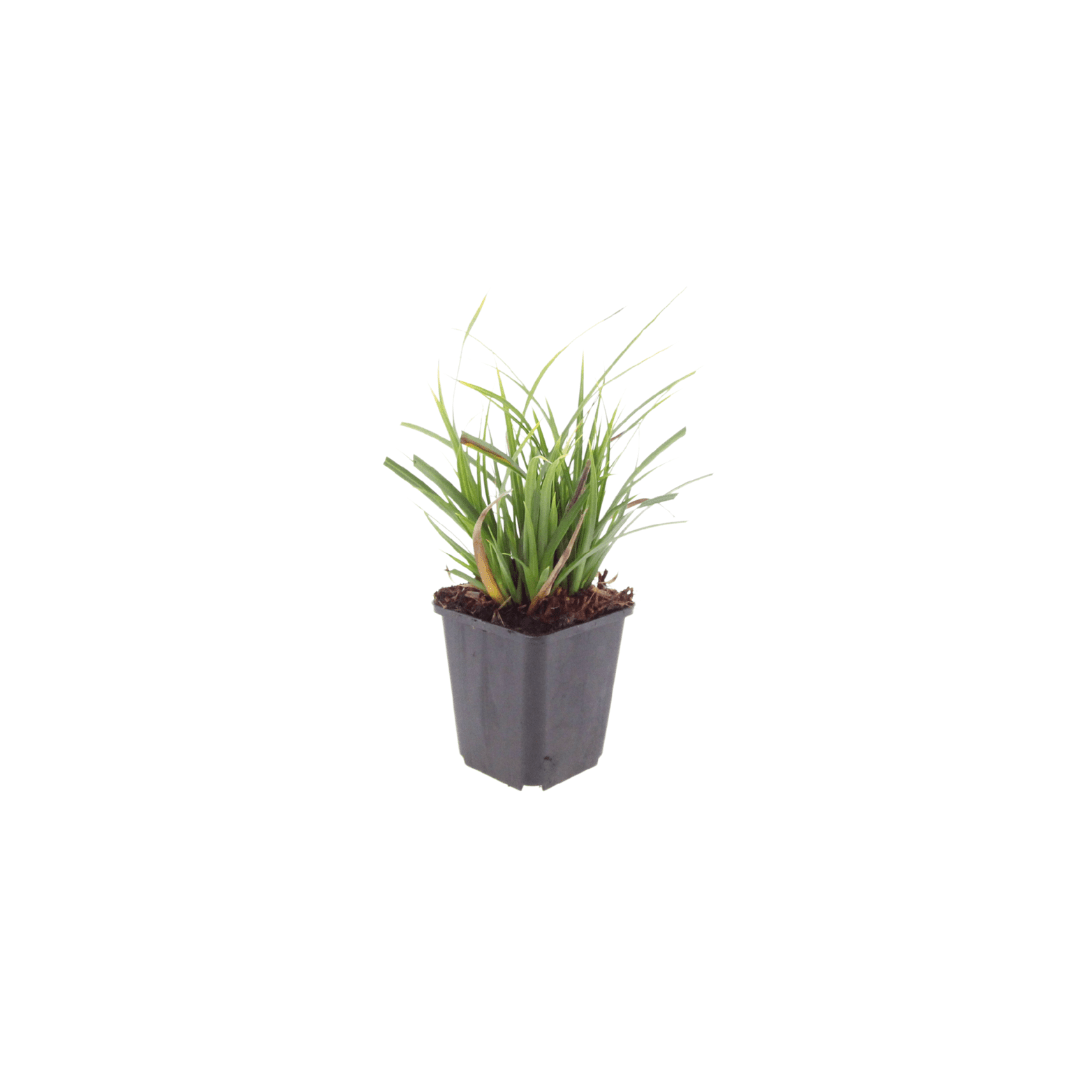 Livraison plante Carex morrowii