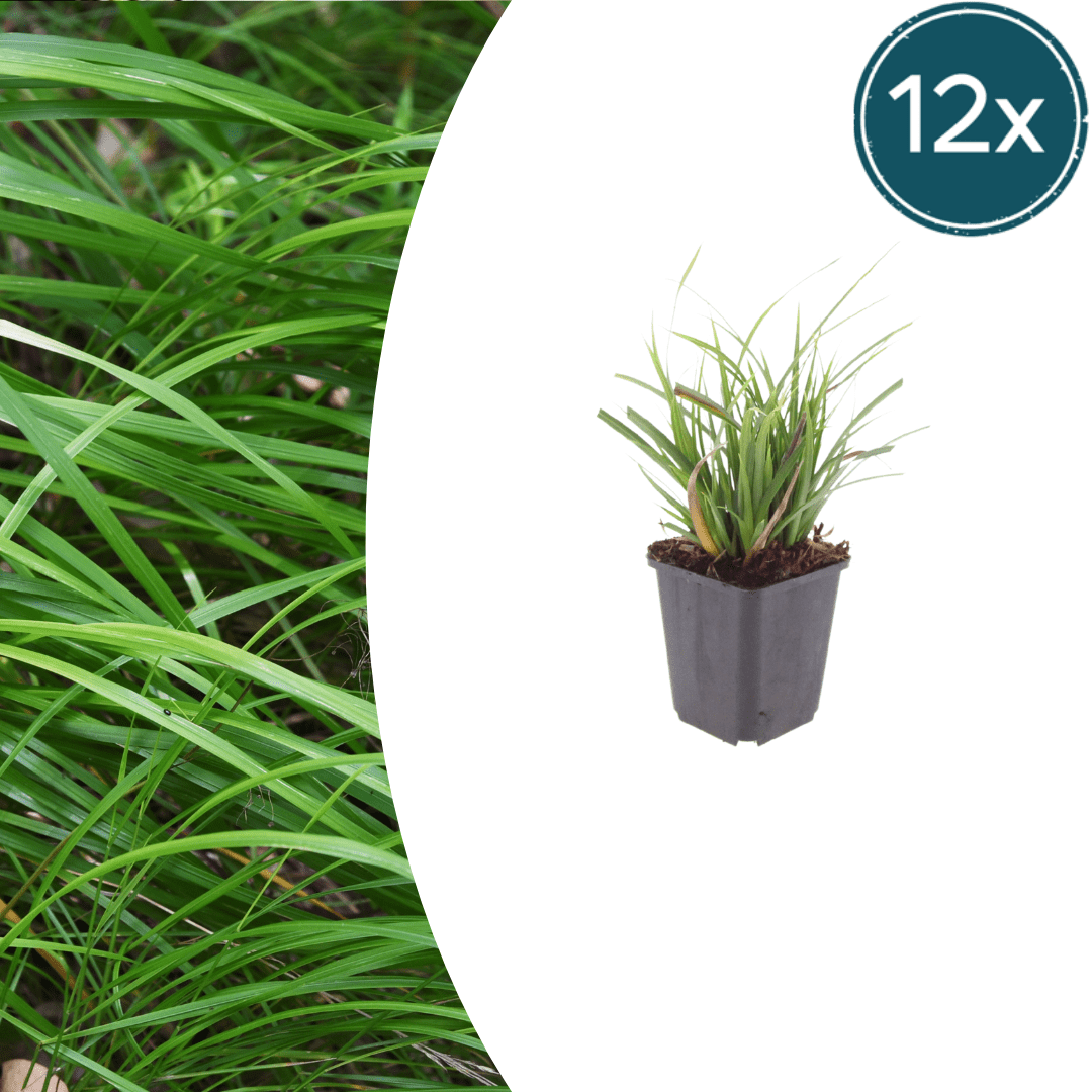 Livraison plante Carex morrowii