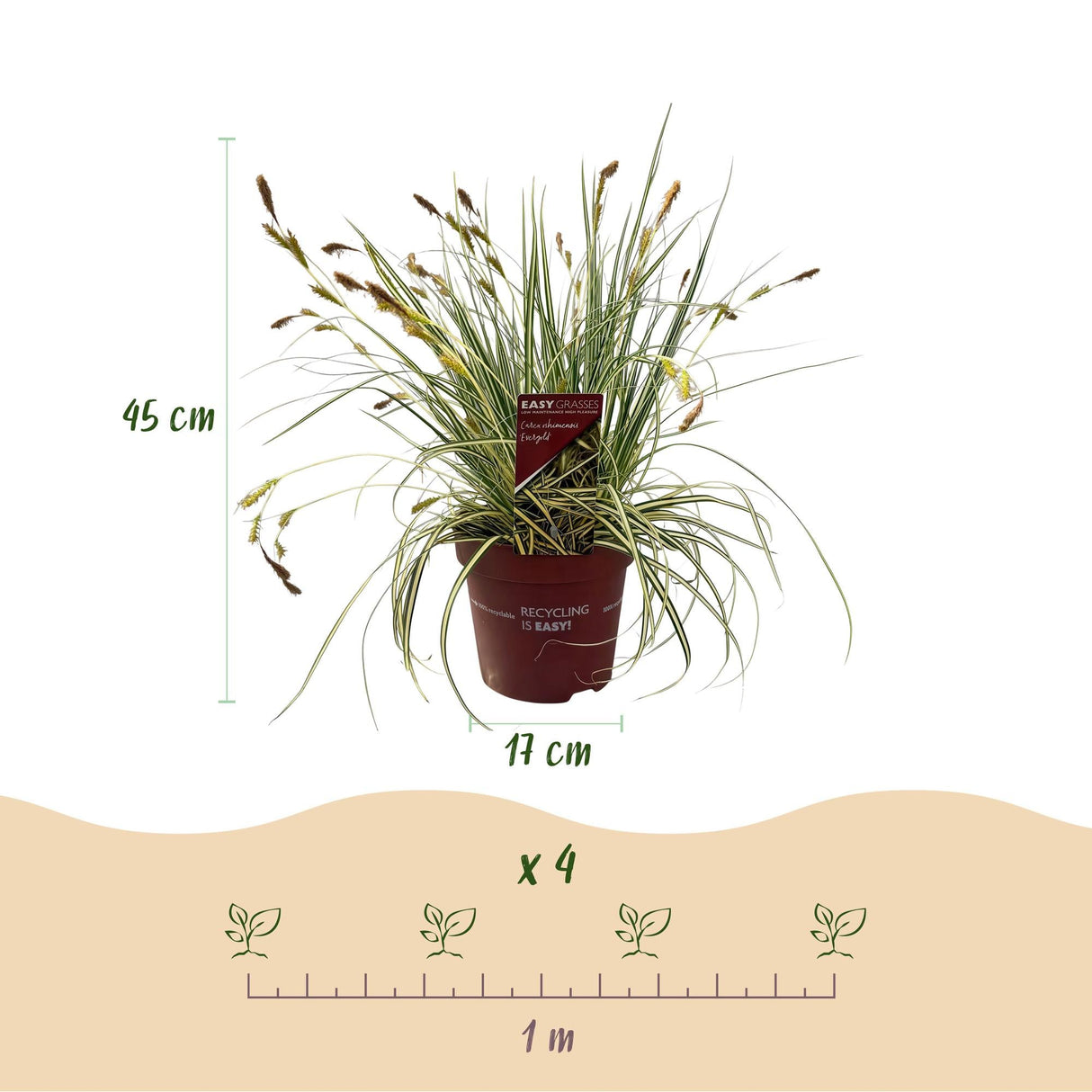 Livraison plante Carex oshimensis Evergold – Lot de 2 – Pot 17 cm – Hauteur 50 cm