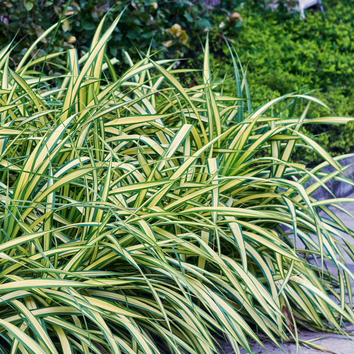 Livraison plante Carex oshimensis Evergold – Lot de 4 – Hauteur 50 cm