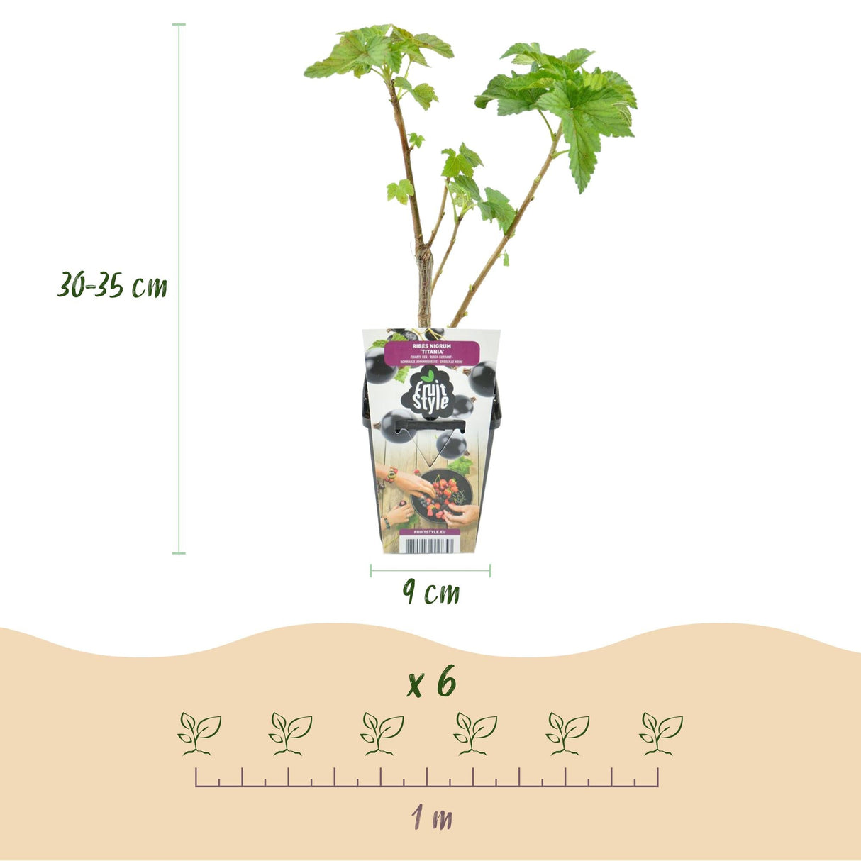Livraison plante Cassis Titania – Lot de 3 – Pot 9 cm