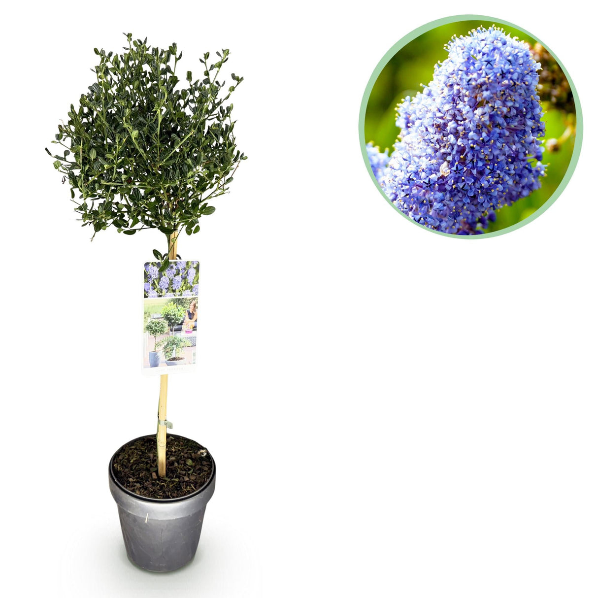 Livraison plante Ceanothus impressus Victoria – Pot 19 cm – Hauteur 90 cm