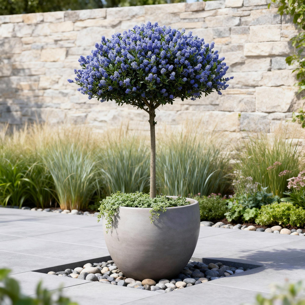 Livraison plante Ceanothus thyrsiflorus Repens – Pot 19 cm – Hauteur 90 cm