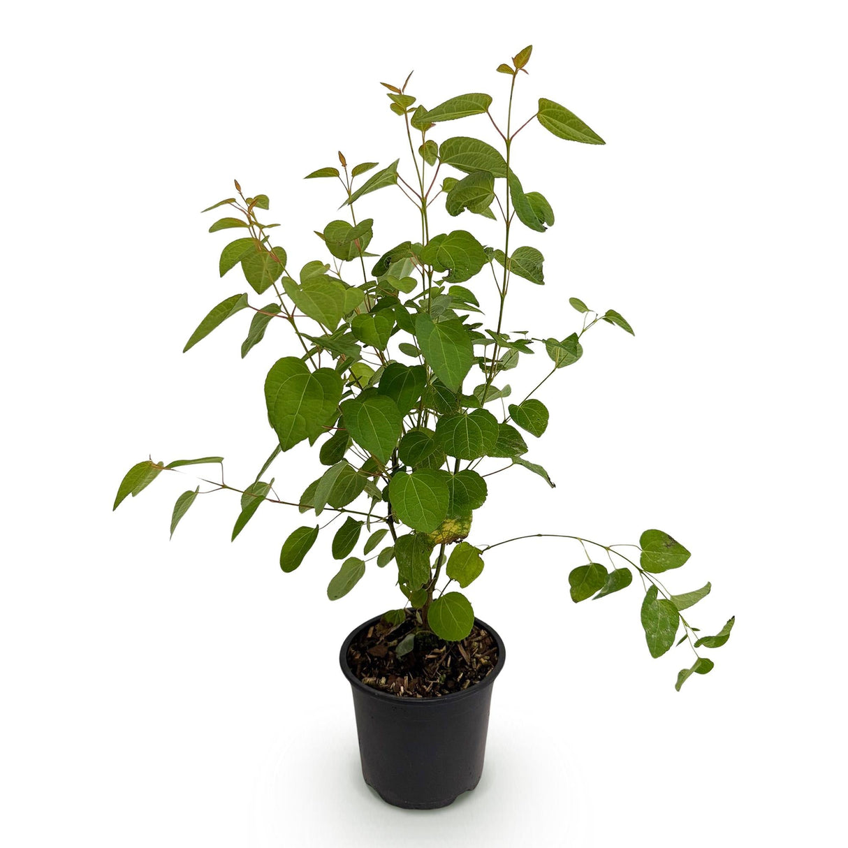 Livraison plante Cercidiphyllum japonicum – Pot 12 cm – Hauteur 35 cm
