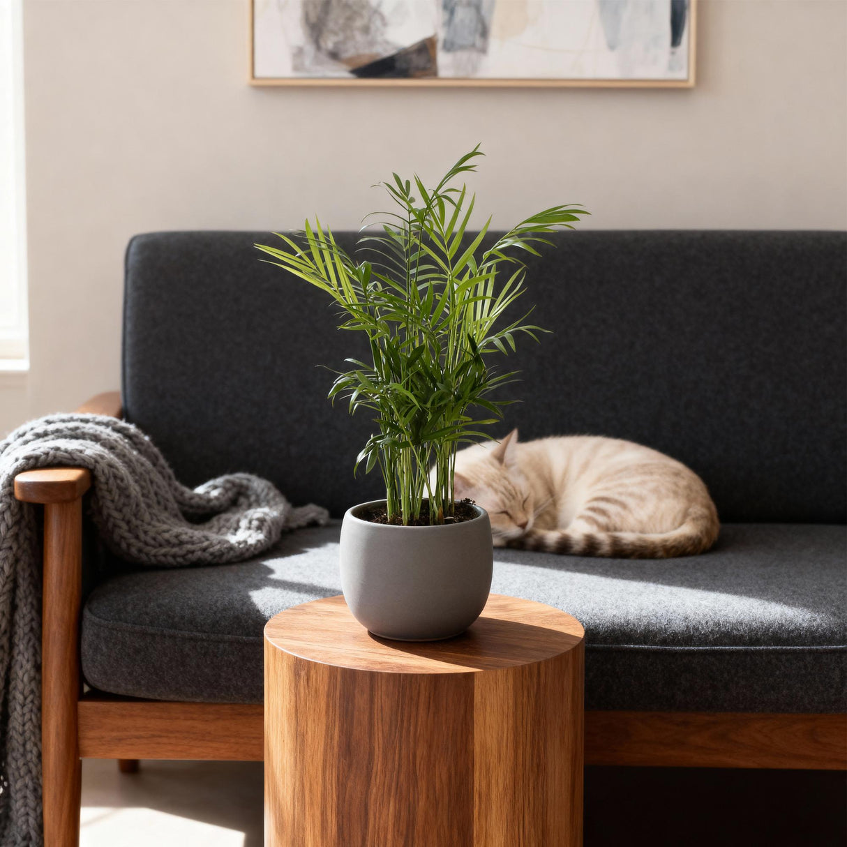 Livraison plante Chamaedorea elegans