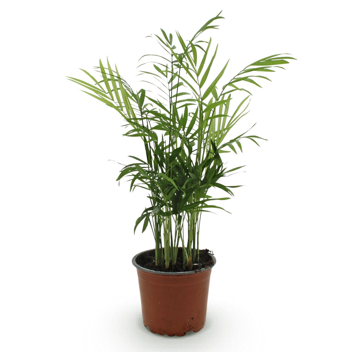 Livraison plante Chamaedorea elegans