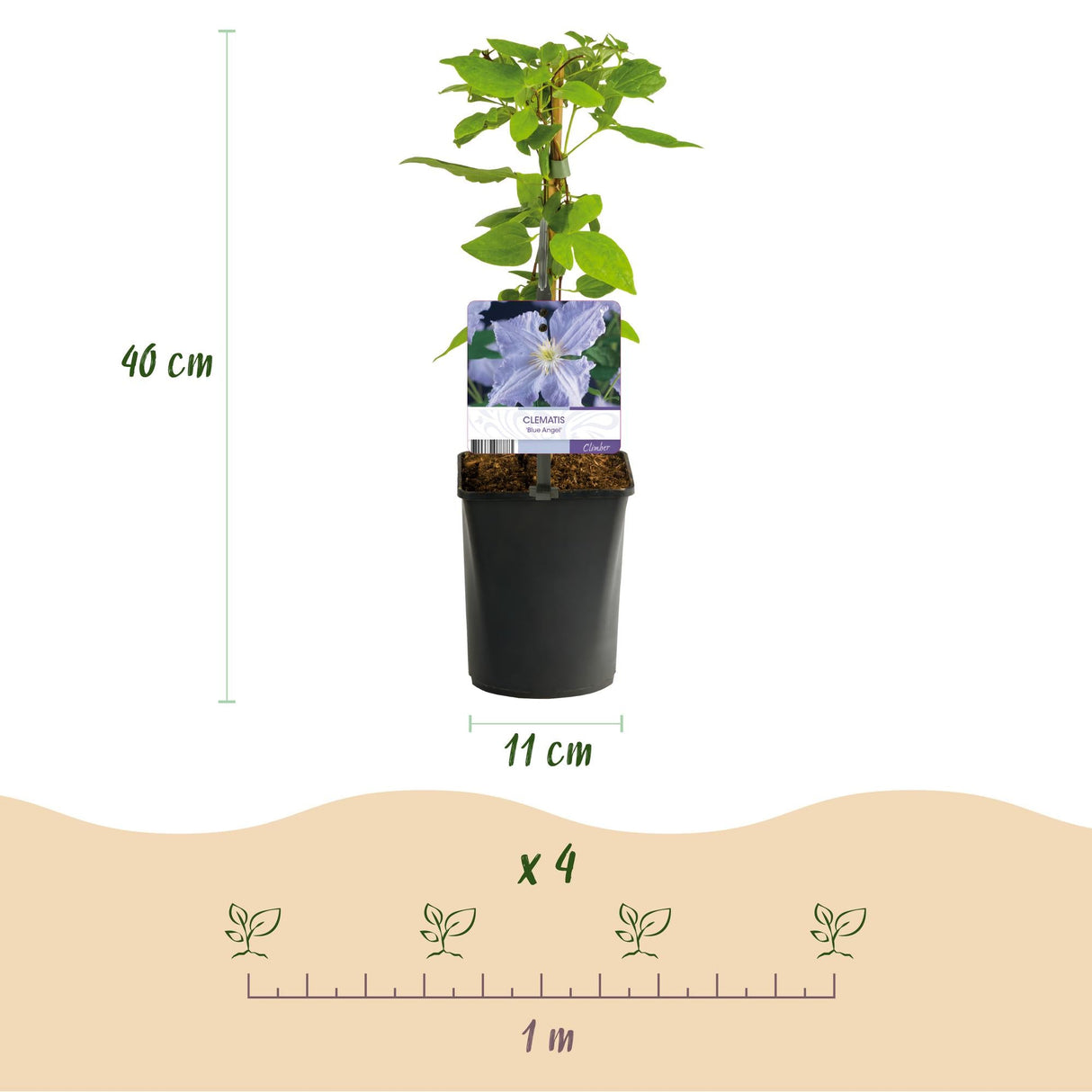 Livraison plante Clématite Blue Angel – Lot de 2 – Pot 11 cm – Hauteur 40 cm