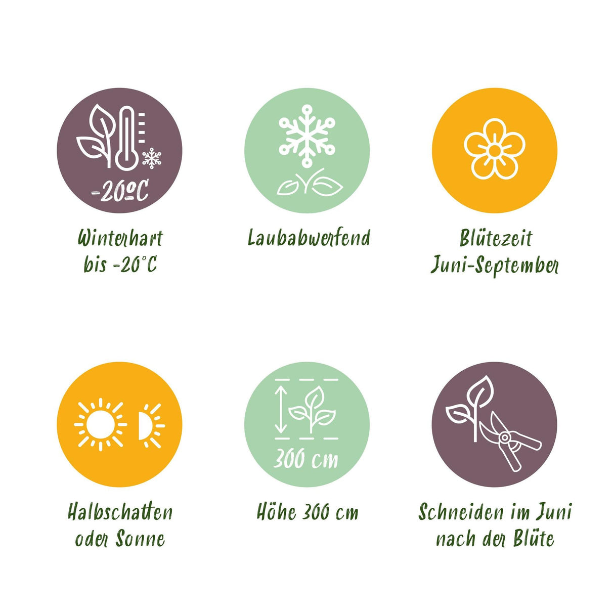 Livraison plante Clématite Piilu – Lot de 2 – Pot 11 cm – Hauteur 40 cm