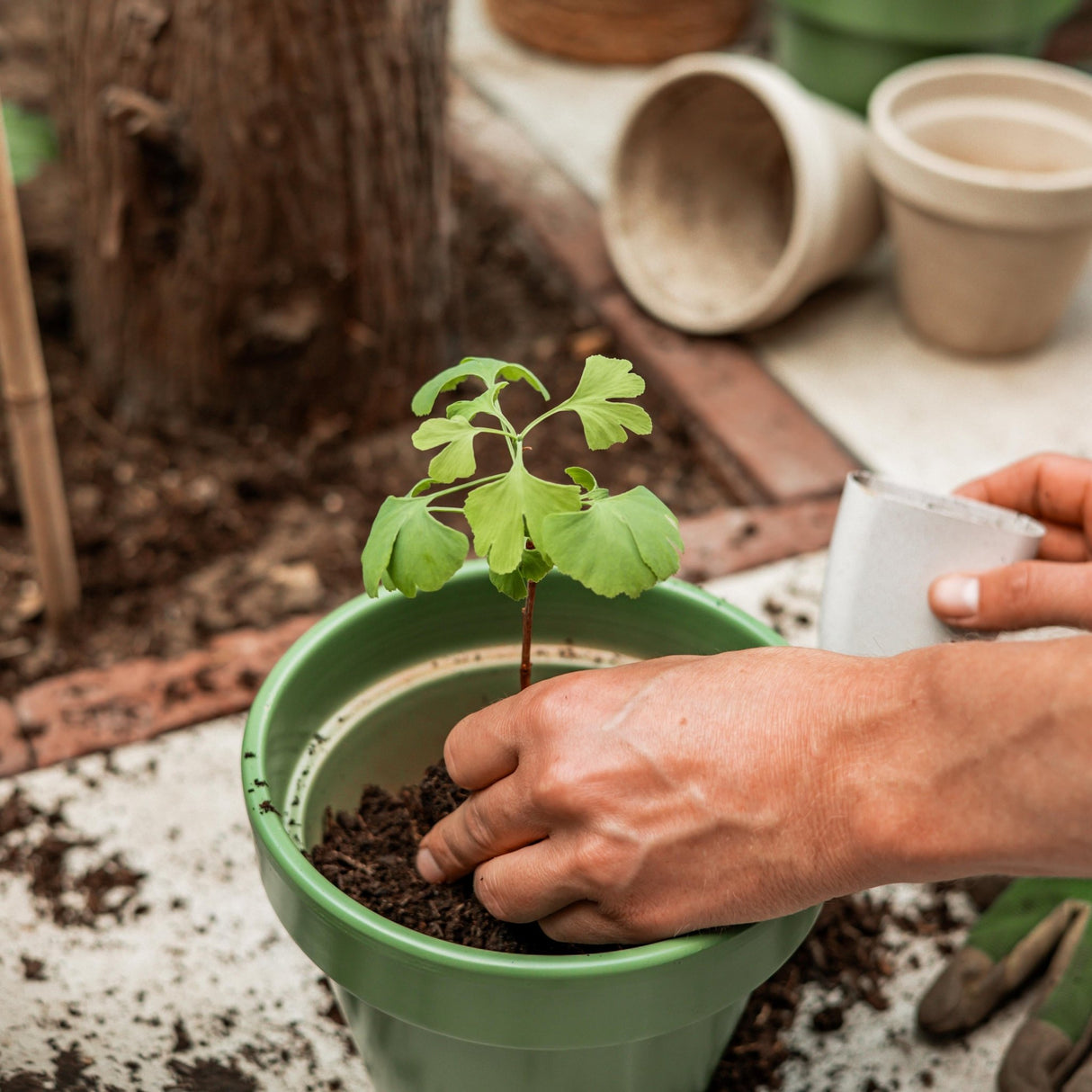 Livraison plante Coffret cadeau - Ginkgo l'arbre de vie
