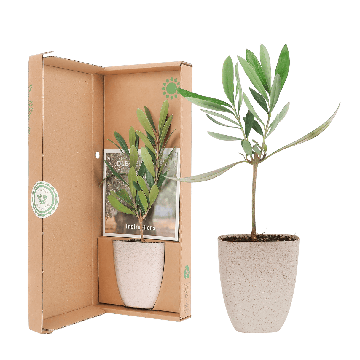 Livraison plante Coffret cadeau Petit Olivier