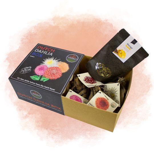 Livraison plante Coffret de bulbes hollandais Medium, lot de 4 dahlias + Thé Mangue Coconut offert