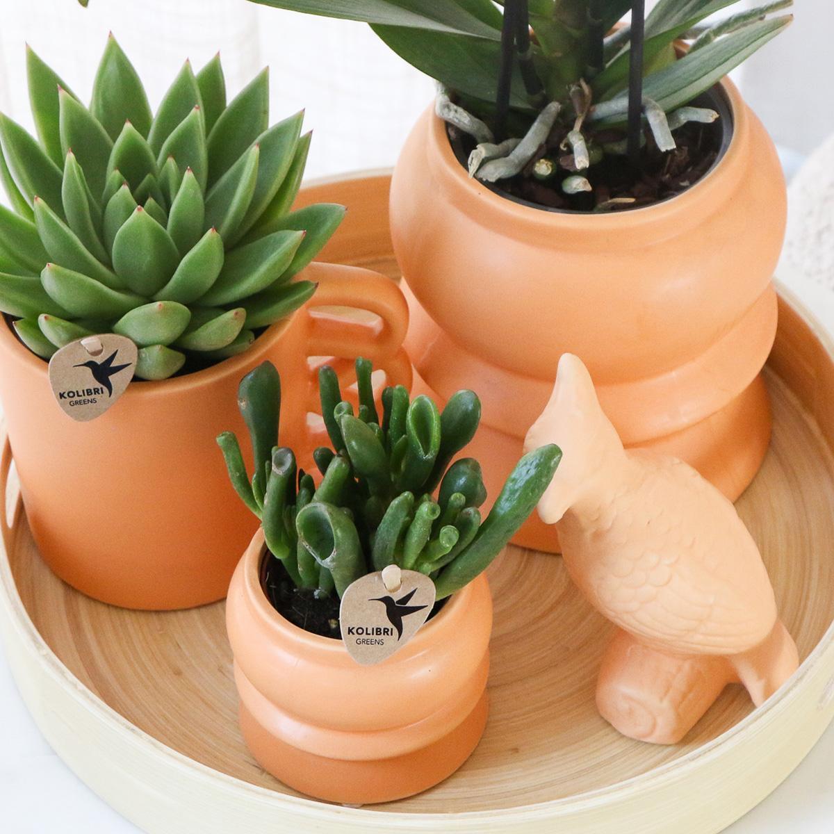 Livraison plante Coffret d'Orchidée Phalaenopsis orange et plantes grasses et ses caches - pots en céramique