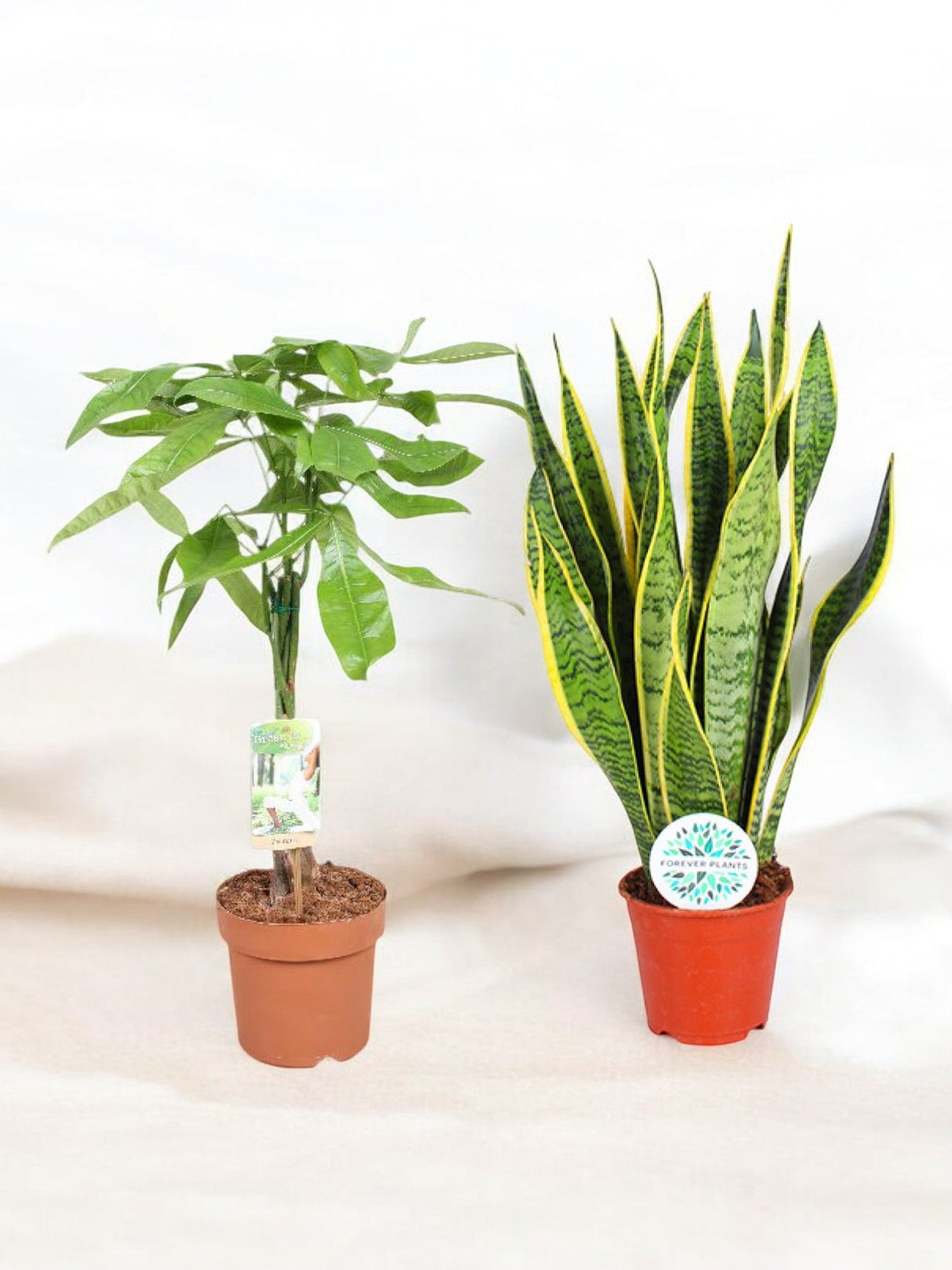 Livraison plante Coffret - Duo de plantes