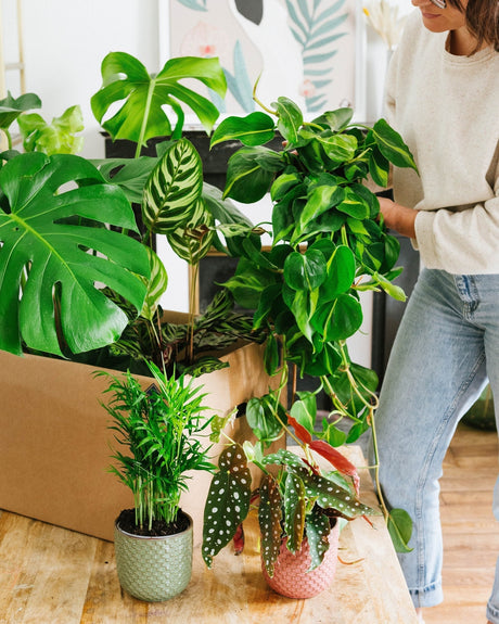 Livraison plante Coffret - Pack de 6 plantes