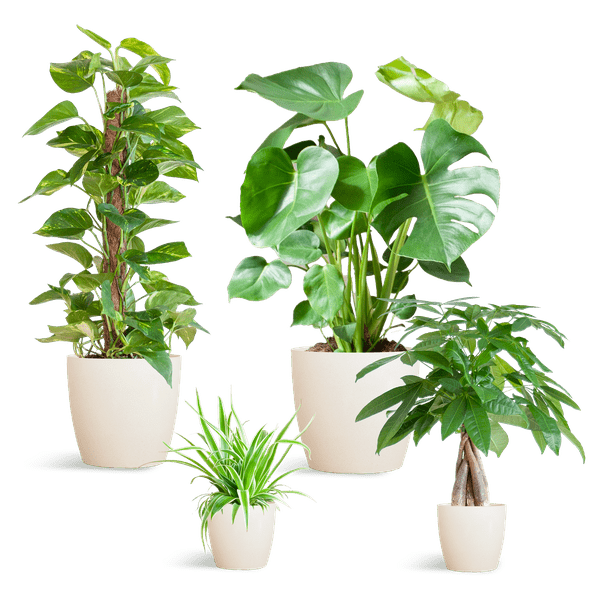 Livraison plante 🌿 Coffret – Plantes faciles d’entretien (x4)