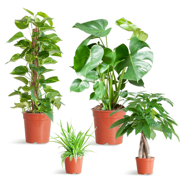 Livraison plante 🌿 Coffret – Plantes faciles d’entretien (x4)