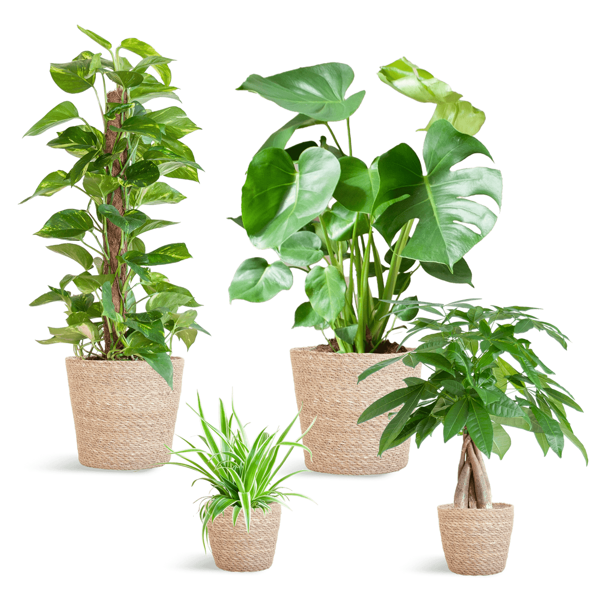 Livraison plante 🌿 Coffret – Plantes faciles d’entretien (x4)