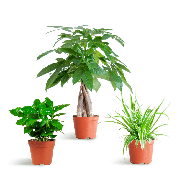 Livraison plante 🐾 Coffret – Plantes Pet's Friendly