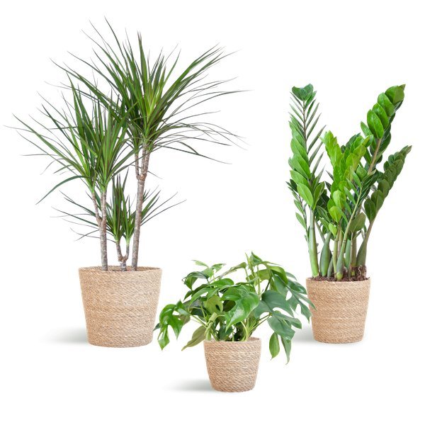 Livraison plante 🌿 Coffret – Plantes pour coins ombragés (x3)