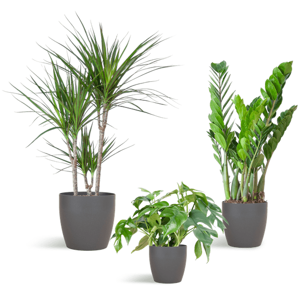 Livraison plante 🌿 Coffret – Plantes pour coins ombragés (x3)