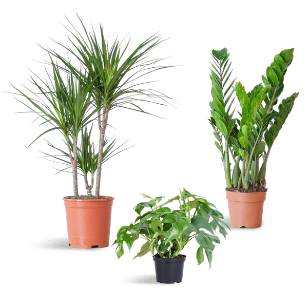 Livraison plante 🌿 Coffret – Plantes pour coins ombragés (x3)