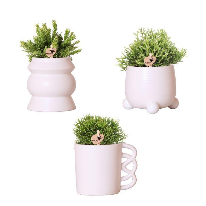 Livraison plante Coffret Rhipsalis et ses caches - pots en céramique rose poudré - Lot de 3 plantes, Ø9cm