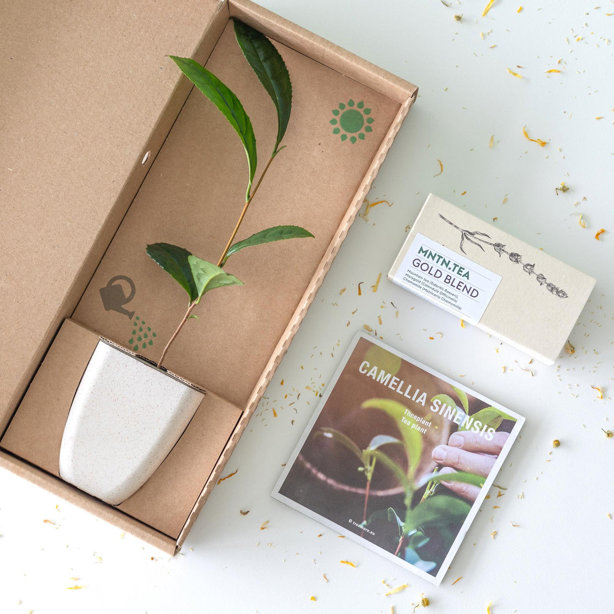 Livraison plante Coffret thé Gold Blend & mini théier à cultiver