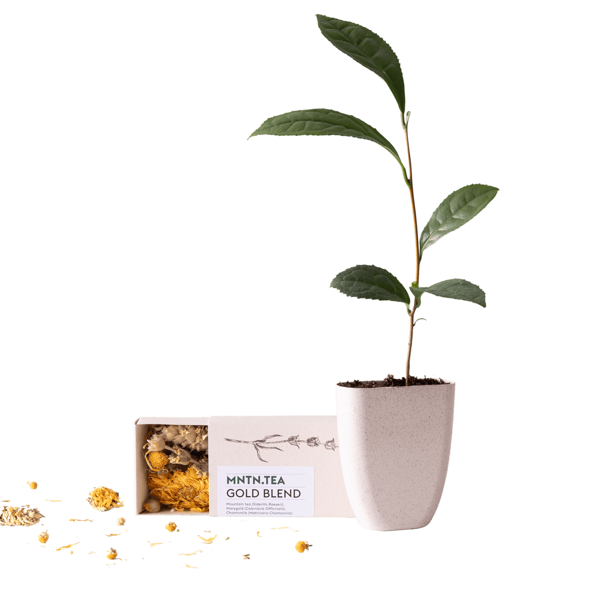 Livraison plante Coffret thé Gold Blend & mini théier à cultiver